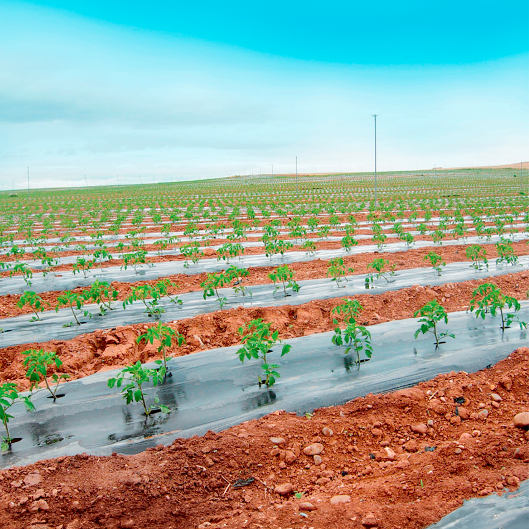 Mulch - BioEco - Uso Industrial - Personalizable